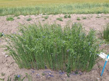 Click for 1 image(s) for this accession.